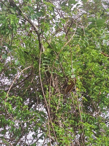Strophanthus sarmentosus