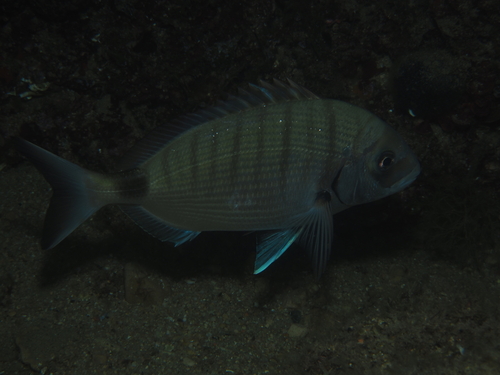 Diplodus sargus
