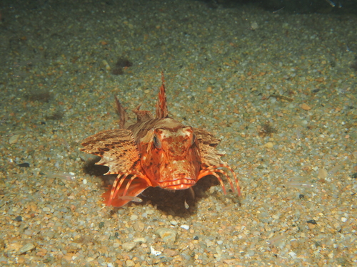 Chelidonichthys lastoviza