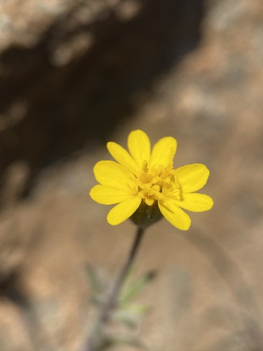 Image of Harmonia hallii by (c) Matt Berger, some rights reserved (CC BY)