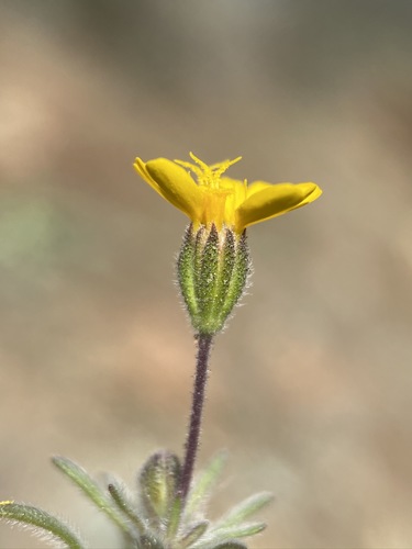 Image of Harmonia hallii by (c) Matt Berger, some rights reserved (CC BY)