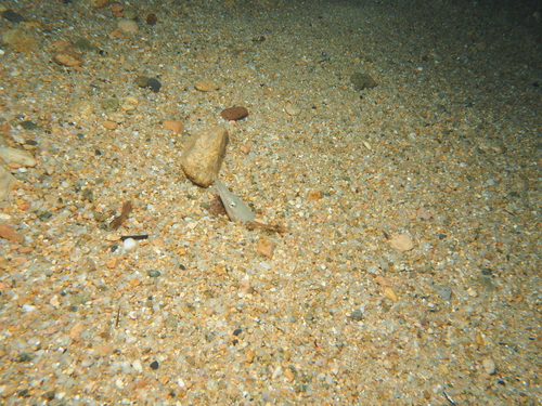 Ophisurus serpens