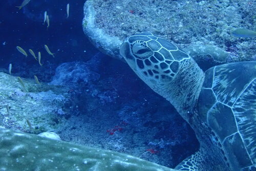 Green Sea Turtle — seen at this dive site