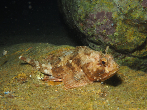 Scorpaena porcus