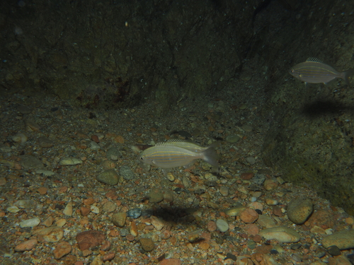 Sarpa salpa
