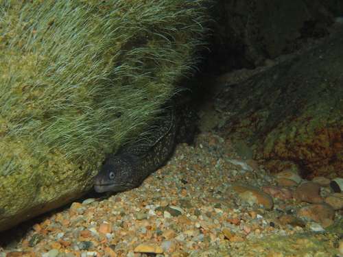 Muraena helena