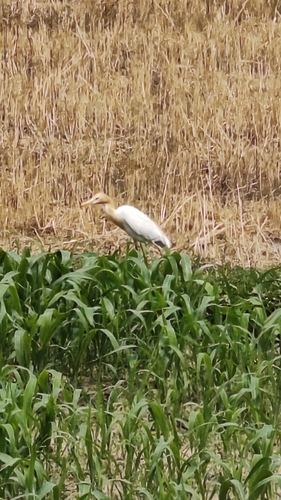 Eastern Cattle-Egret