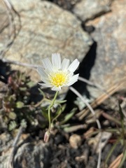 Malacothrix floccifera