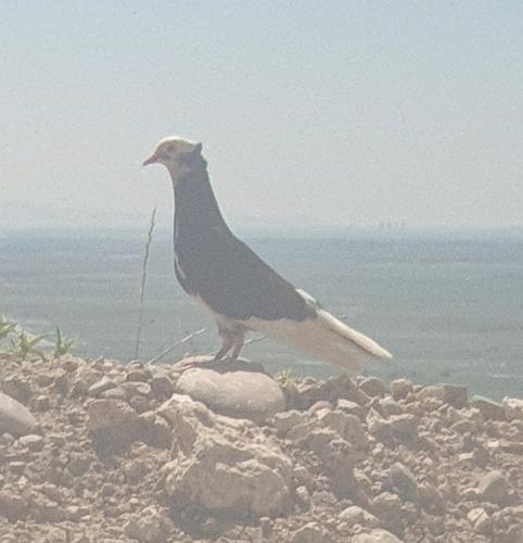 Feral Pigeon