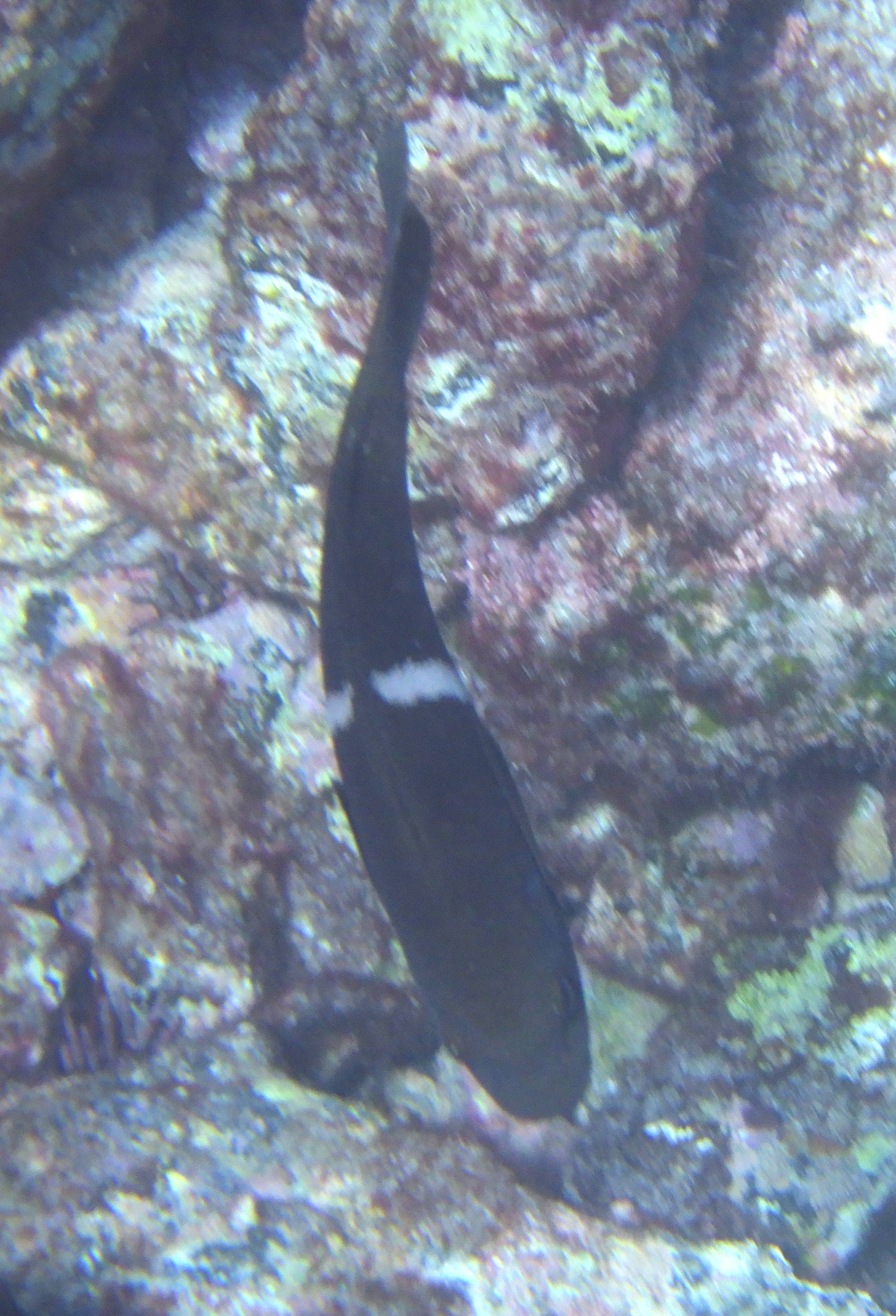 Cape Verde Nibbler photo 3