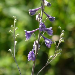 Delphinium exaltatum