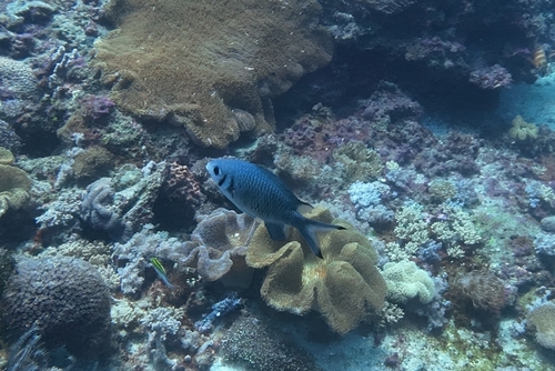 Chromis weberi
