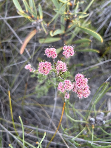 Verticordia brownii, 2026-05-06
