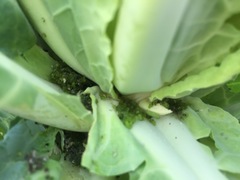 Brassica oleracea capitata