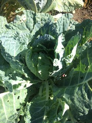 Brassica oleracea capitata