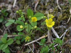 Potentilla freyniana