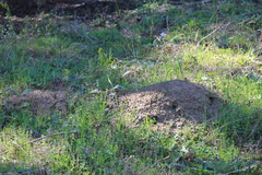 Geomys breviceps