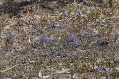 Gentiana thunbergii thunbergii