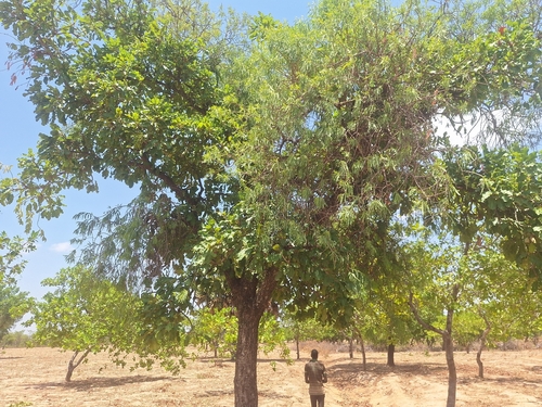 Shea Tree