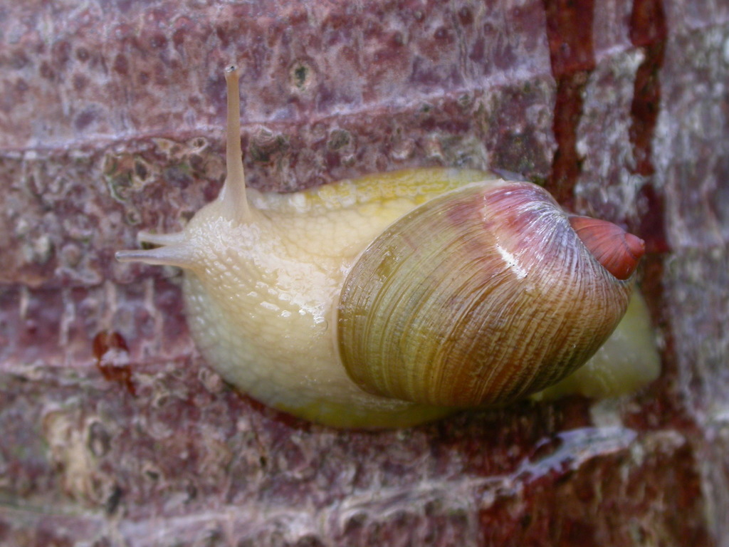 Amphibulima
