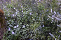 Vinca difformis