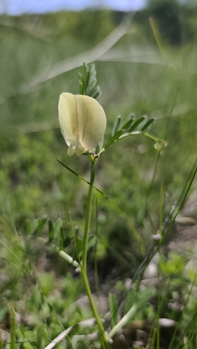 Large yellow vetch
