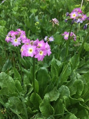 Primula auriculata