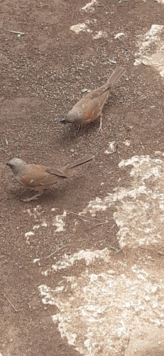 Swainson's Sparrow