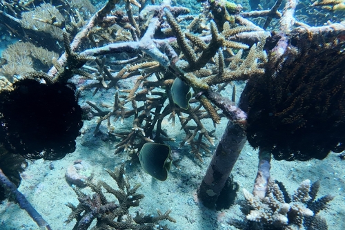 Chaetodon baronessa