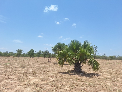 borassus palm