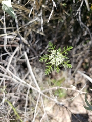 Daucus pusillus