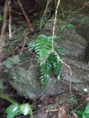 Asplenium wrightii