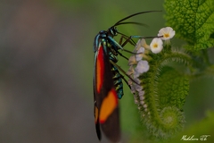 Cyanopepla submacula borealis