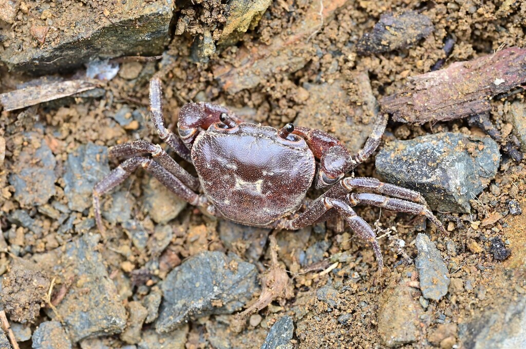 Yarepotamon gracillipa