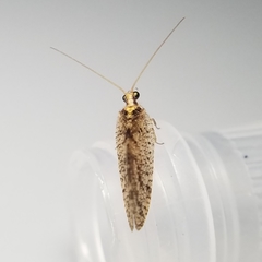 Hemerobius humulinus