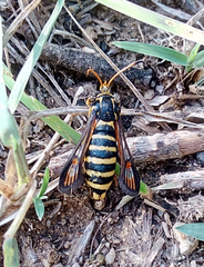 Bembecia ichneumoniformis