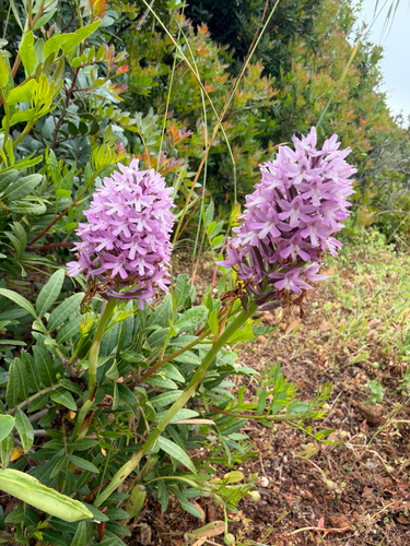 pyramidal orchid