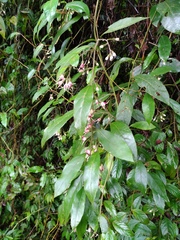 Decaneuropsis gratiosa