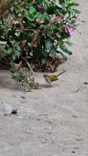 Common Tailorbird