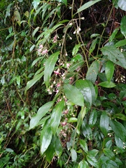 Decaneuropsis gratiosa