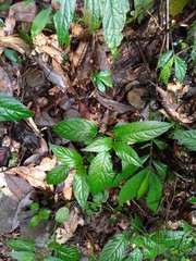 Mercurialis leiocarpa