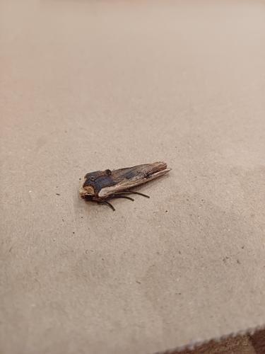 Red Sword-grass