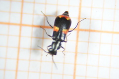 Anthocomus fasciatus
