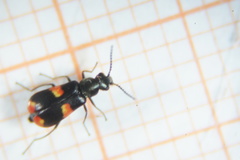 Anthocomus fasciatus