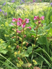 Pedicularis nordmanniana
