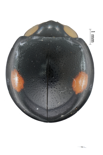 Coelophora saucia