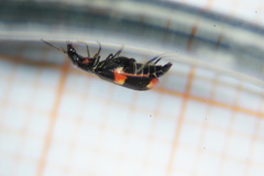 Anthocomus fasciatus