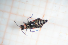Anthocomus fasciatus