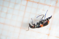 Anthocomus fasciatus
