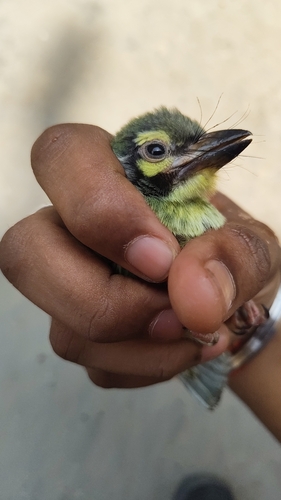 Coppersmith Barbet